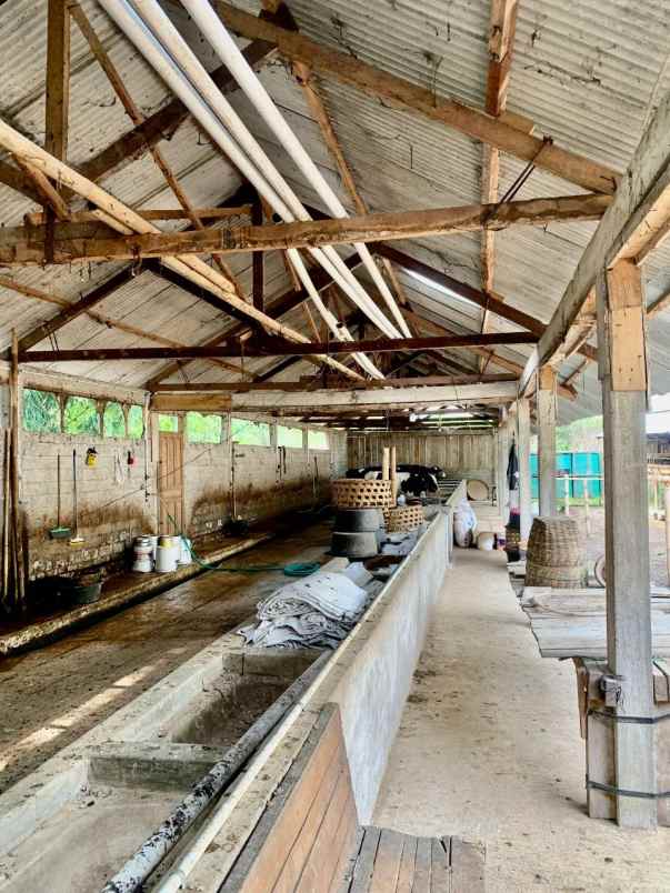 kandang peternakan lokasi ampel boyolali strategis
