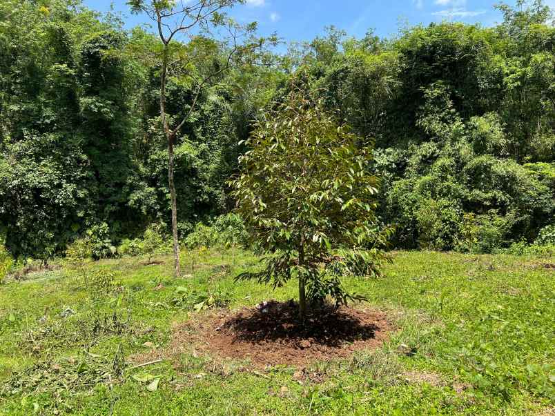 kebun durian 1000m2 200 jt nego karanganyar