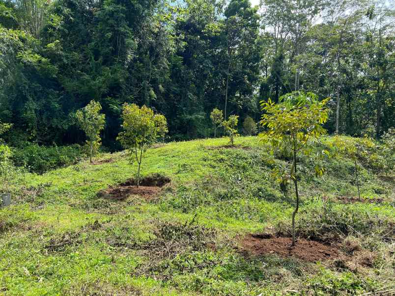 kebun durian 1000m2 200 jt nego karanganyar