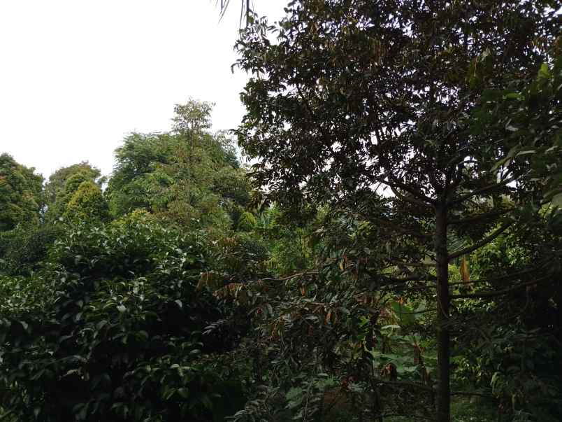 kebun produktif ada durian view bagus