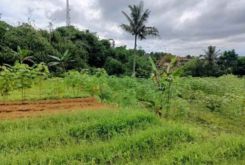 lahan kebun 1 6 milyar di bojong murni bogor