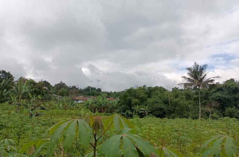 lahan kebun 1 6 milyar di bojong murni bogor