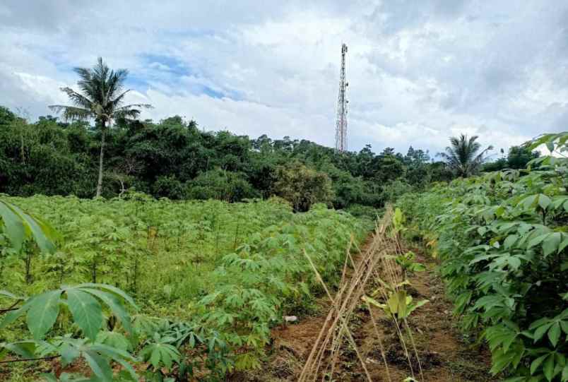 lahan kebun 1 6 milyar di bojong murni bogor