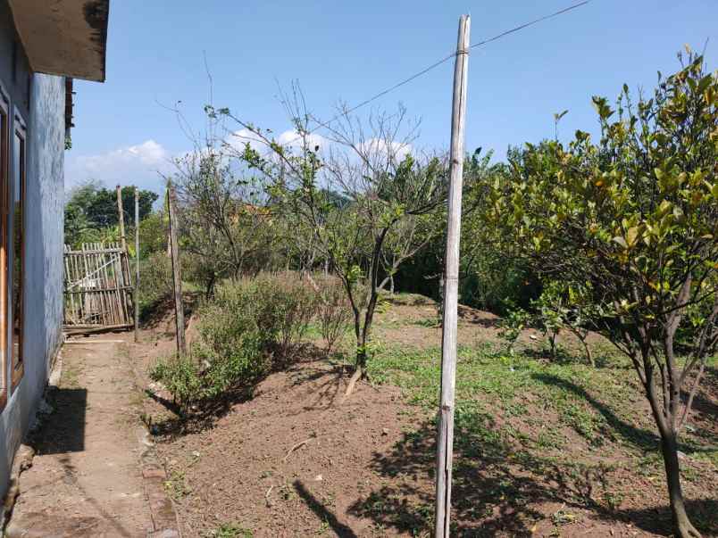 rumah siap huni plus kebun jeruk luas di kota batu