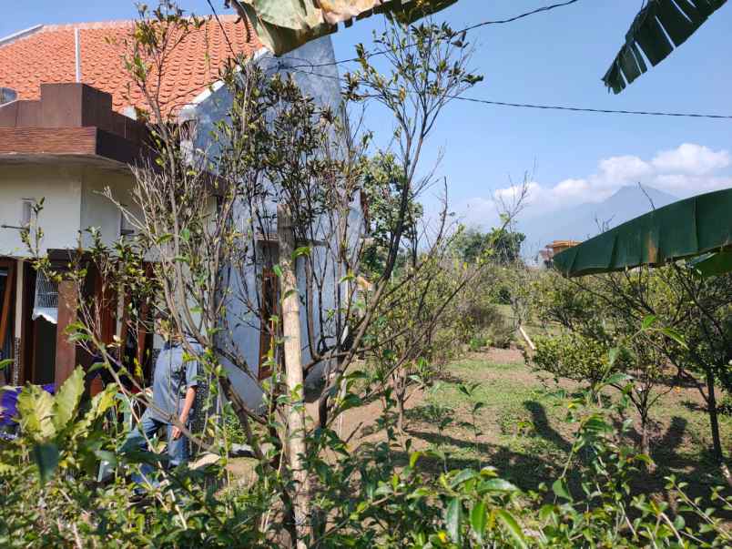 rumah siap huni plus kebun jeruk luas di kota batu