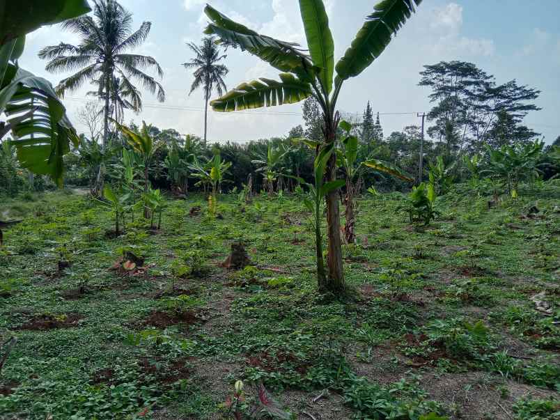 tanah daerah jalan cagak subang jawa barat