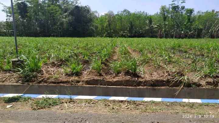 tanah dekat pt pindad turen malang madewo apples