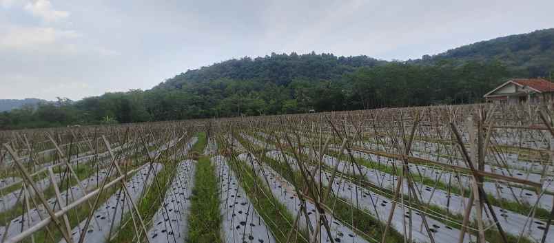 tanah kavling untuk hunian dekat jalan utama strategis