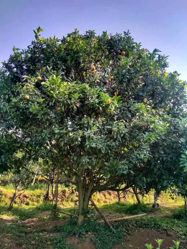 tanah kebun jeruk murah produktif di junggo kota batu