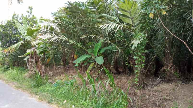 tanah kebun salak donokerto dekat sdn 3 turi