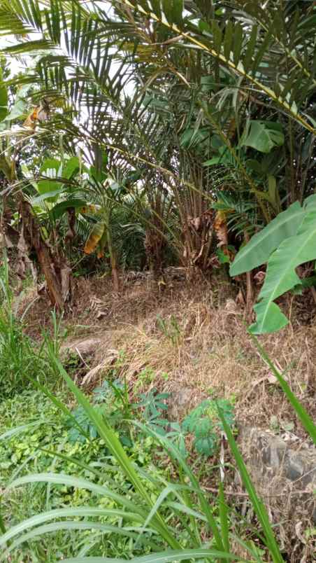 tanah kebun salak donokerto dekat sdn 3 turi