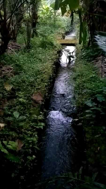 tanah kebun salak donokerto dekat sdn 3 turi