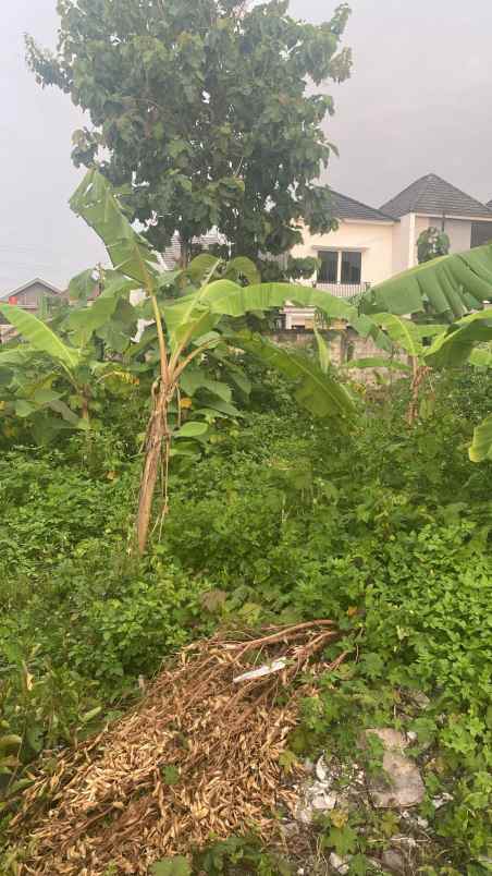 tanah murah lokasi di sambiroto cocok untuk hunian