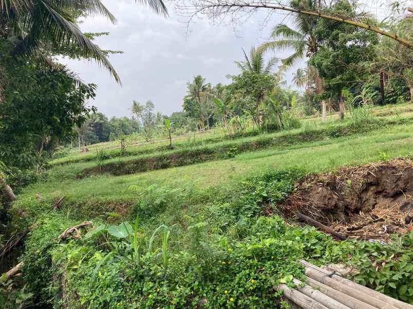 tanah murah mangku aspal barat uii sleman