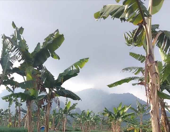 tanah view bagus pinggir jl di palutungan kuningan