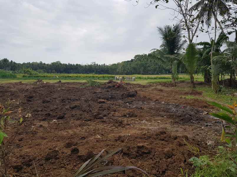 utara bandara yia jogja cocok bangun kost hunian