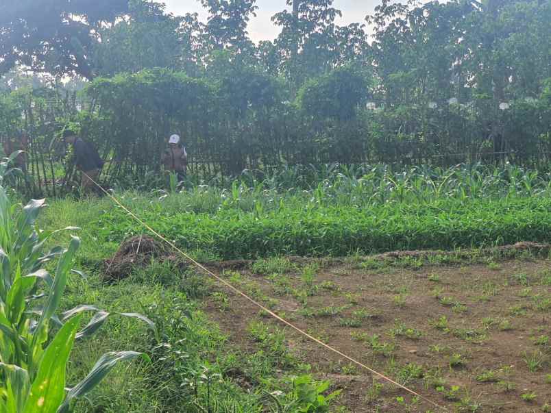 dijual cepat tanah murah