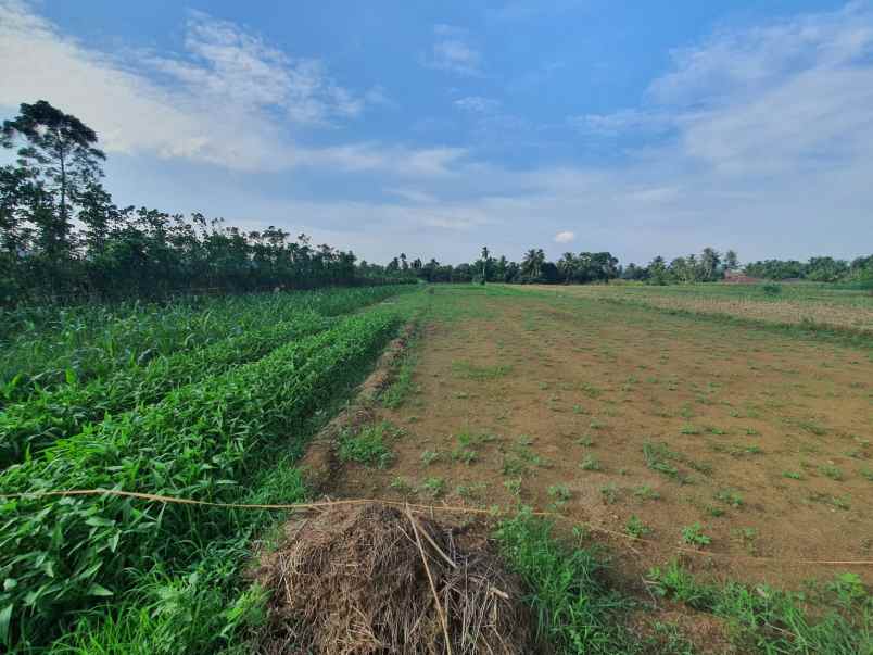 dijual cepat tanah murah
