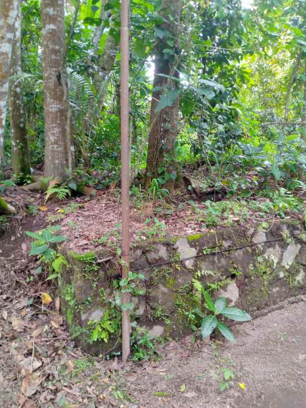 dijual pekarangan tangkil kemalang