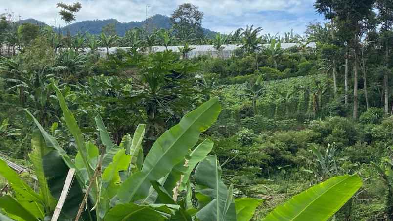 dijual tanah desa pasirlangu kecamatan