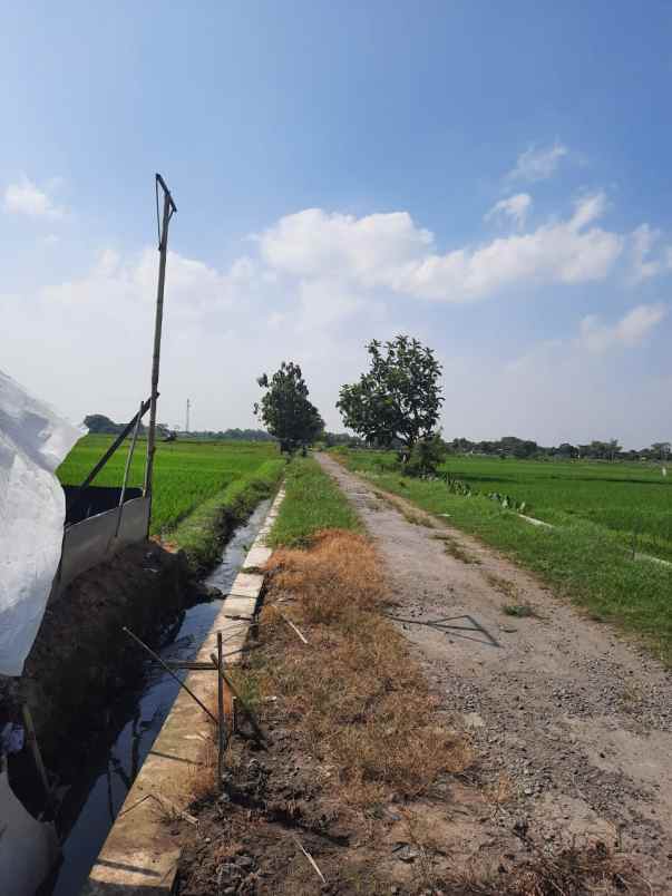 dijual tanah desa turus kec polanharjo