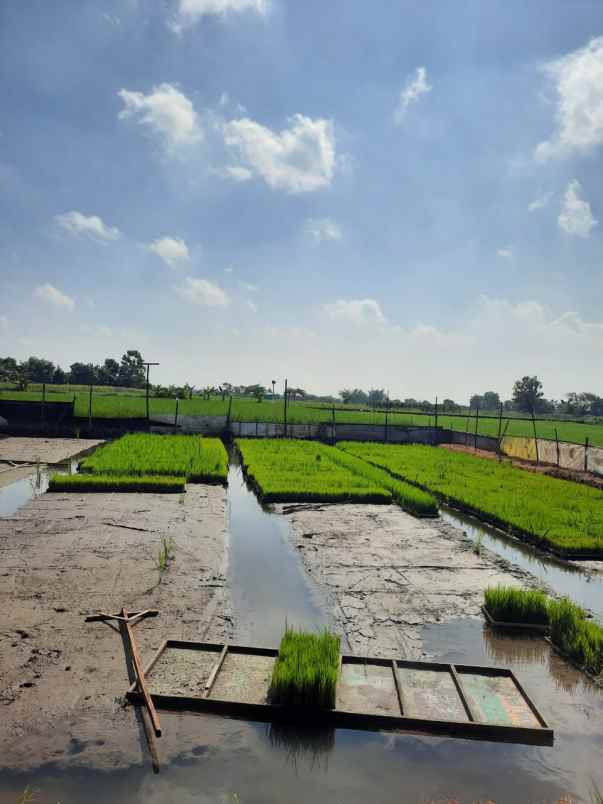 dijual tanah desa turus kec polanharjo