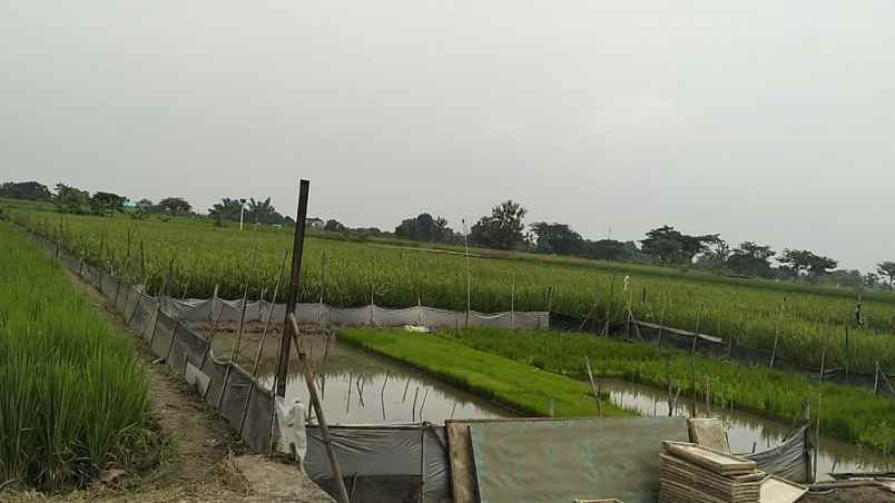 dijual tanah desa turus kec polanharjo