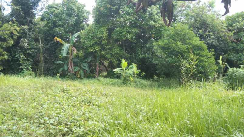 dijual tanah jalan raya purwadadi