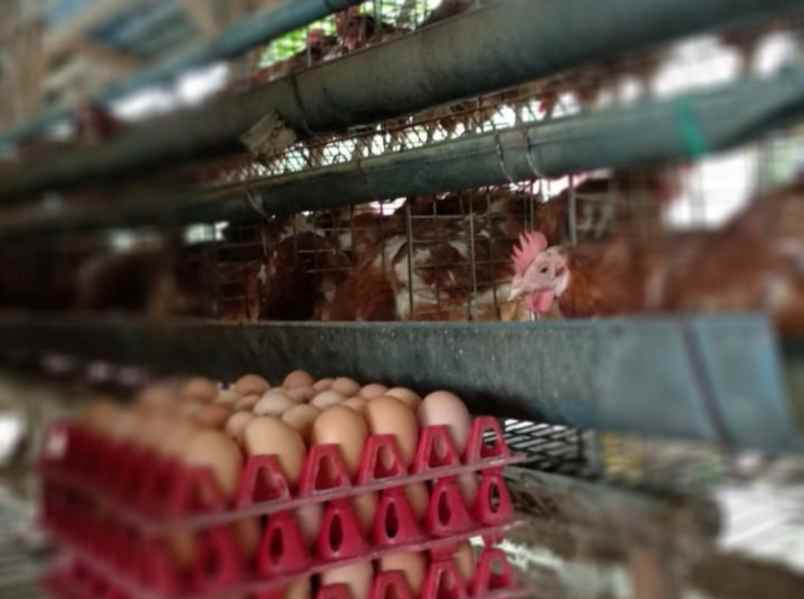 dijual tanah ji tegal bunder no 174