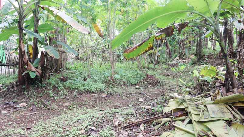 dijual tanah jl puring 4 kel rangkapan