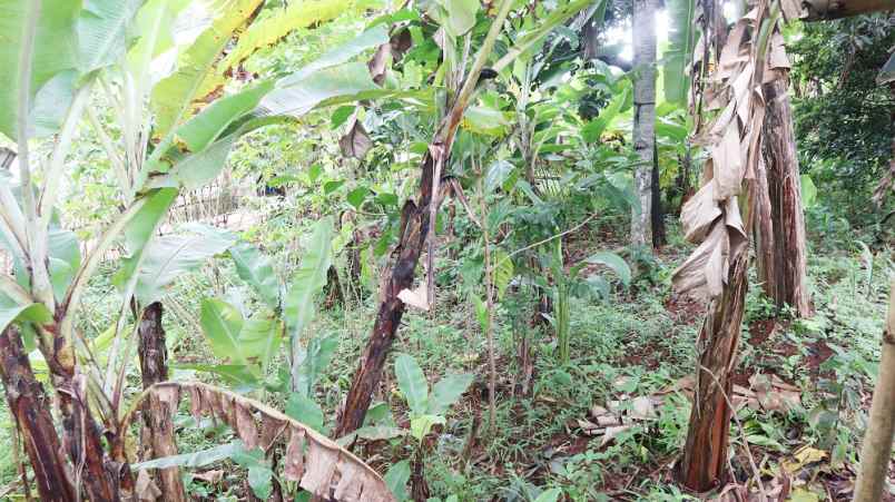 dijual tanah jl puring 4 kel rangkapan