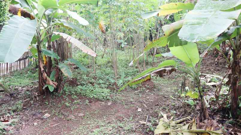 dijual tanah jl puring 4 kel rangkapan