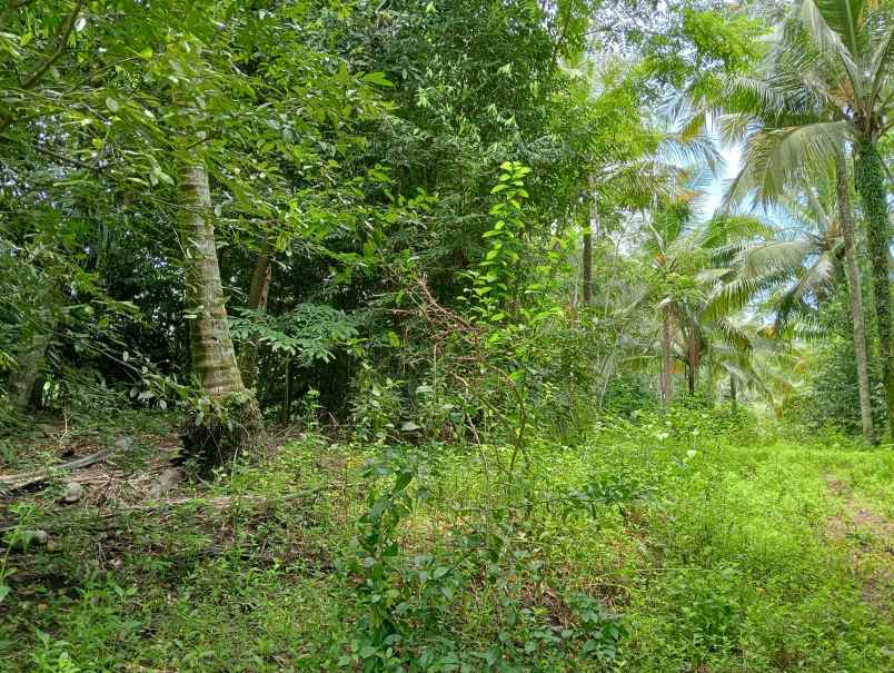 dijual tanah kebun los sungai murah tempat strategis