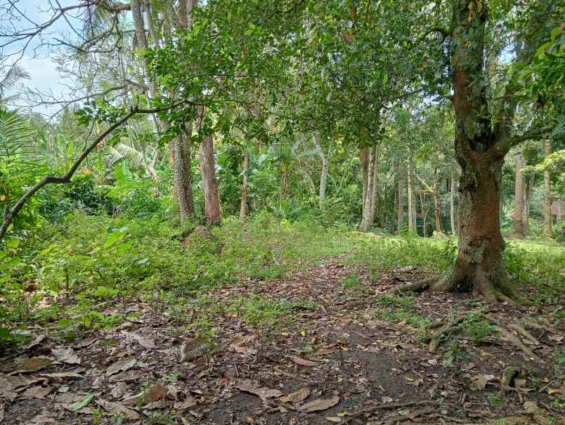 dijual tanah kebun los sungai murah tempat strategis