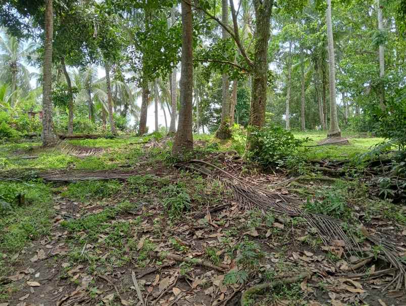dijual tanah kebun los sungai murah tempat strategis