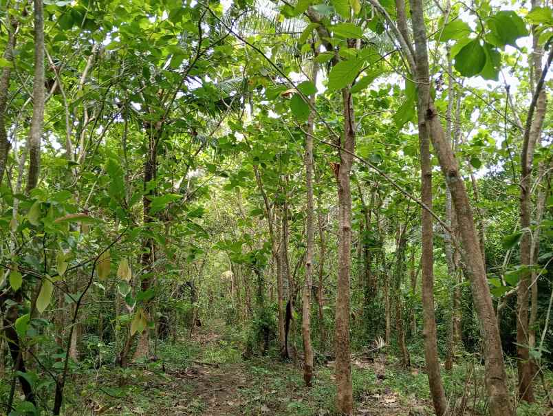 dijual tanah kebun los sungai murah tempat strategis