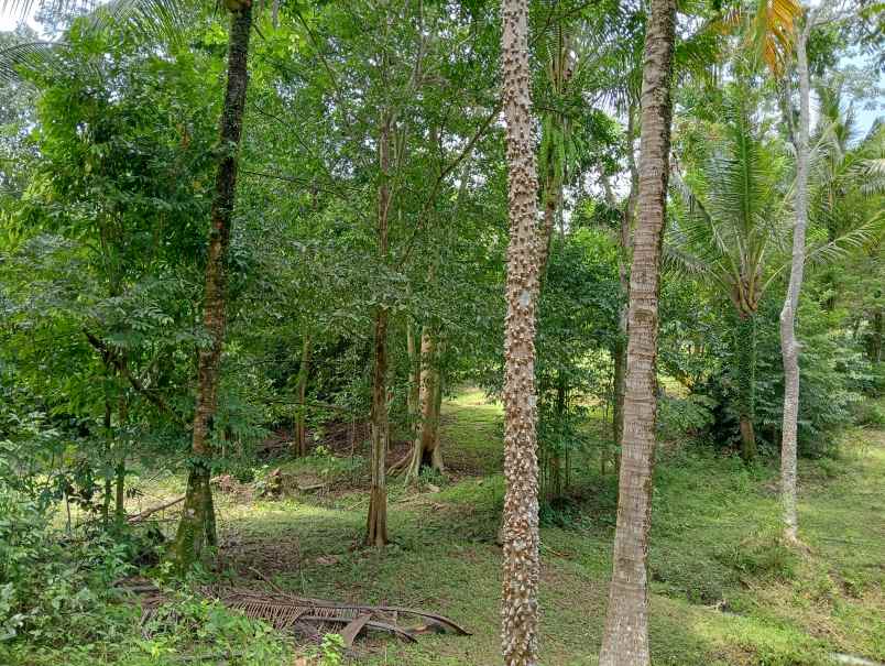 dijual tanah kebun los sungai murah tempat strategis
