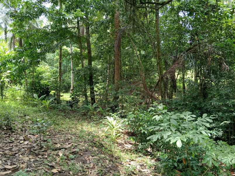 dijual tanah kebun los sungai murah tempat strategis