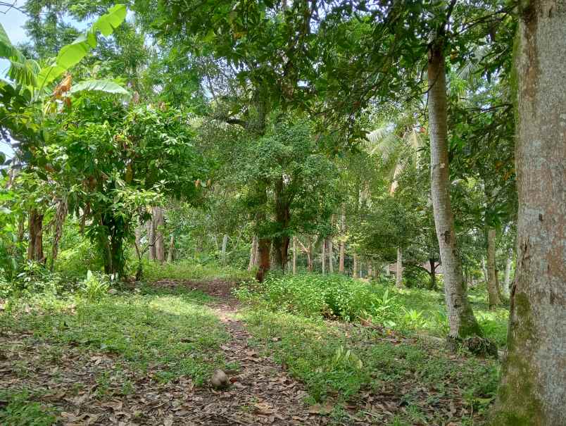 dijual tanah kebun los sungai murah tempat strategis