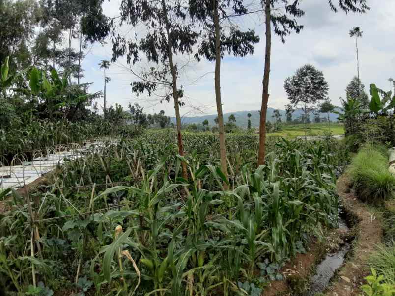 dijual tanah lebak muncang ciwidey