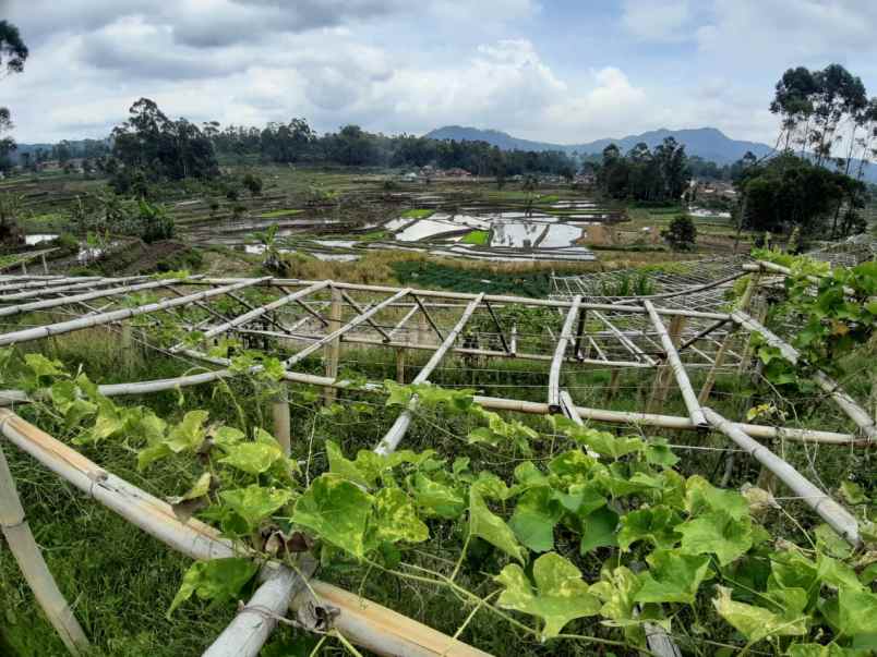 dijual tanah lebak muncang ciwidey