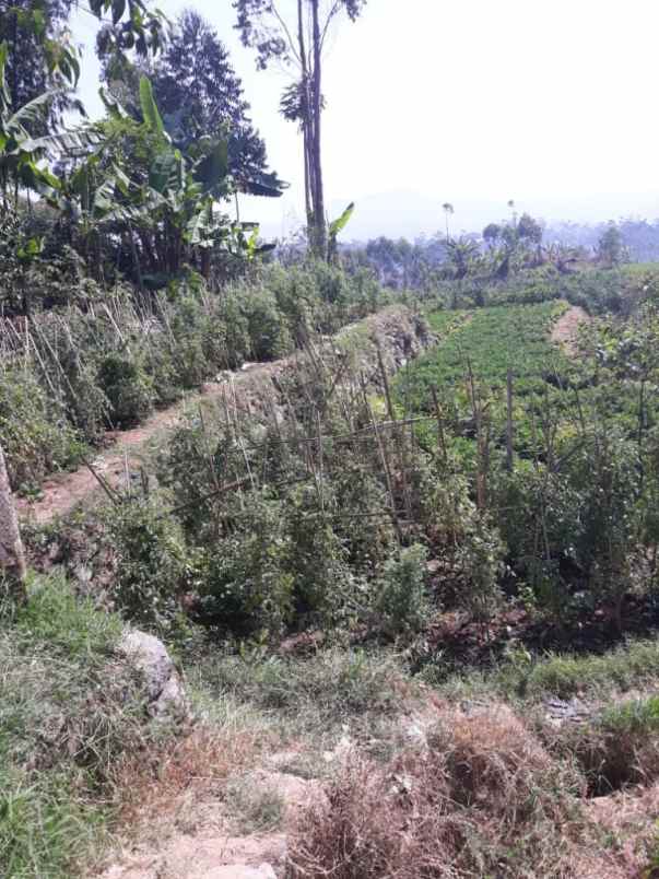 dijual tanah lebak muncang ciwidey