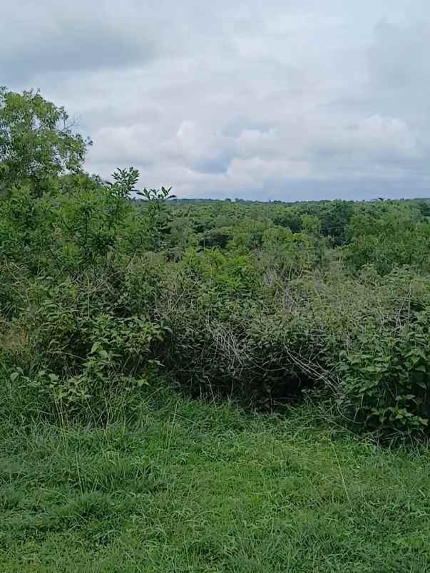 dijual tanah puncak wisesa