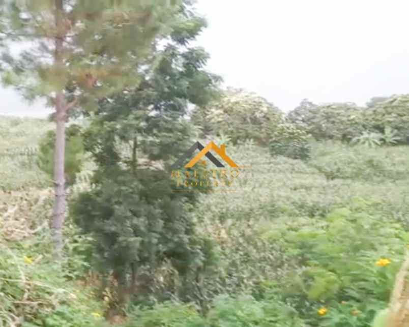 dijual tanah samosir desa martoba