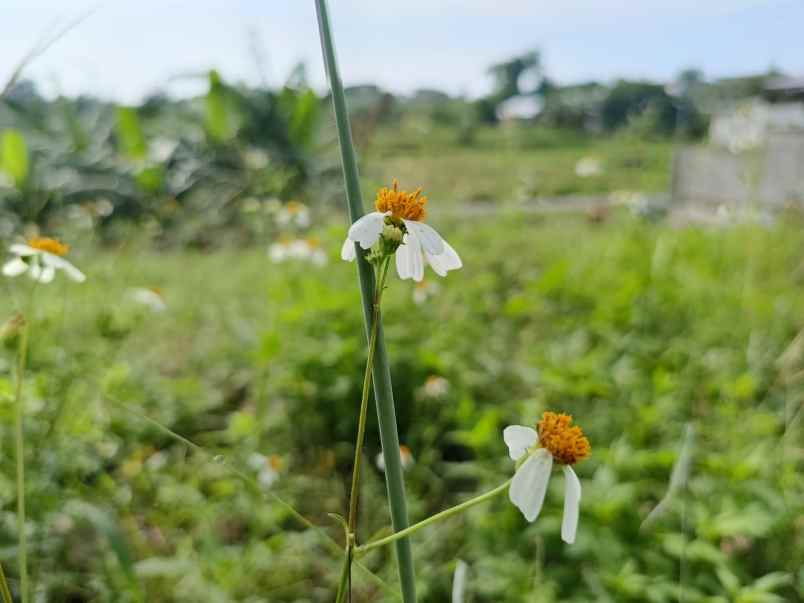 dijual tanah sumber bening candiwates