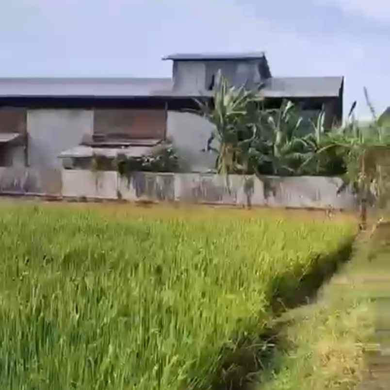 dijual tanah tibibiu pantai pasut