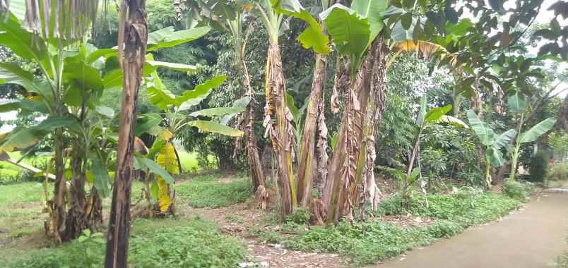 disewakan tanah perkebunan di cikarageman