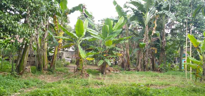 disewakan tanah perkebunan di cikarageman