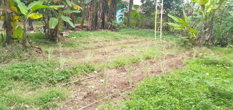 disewakan tanah perkebunan di cikarageman