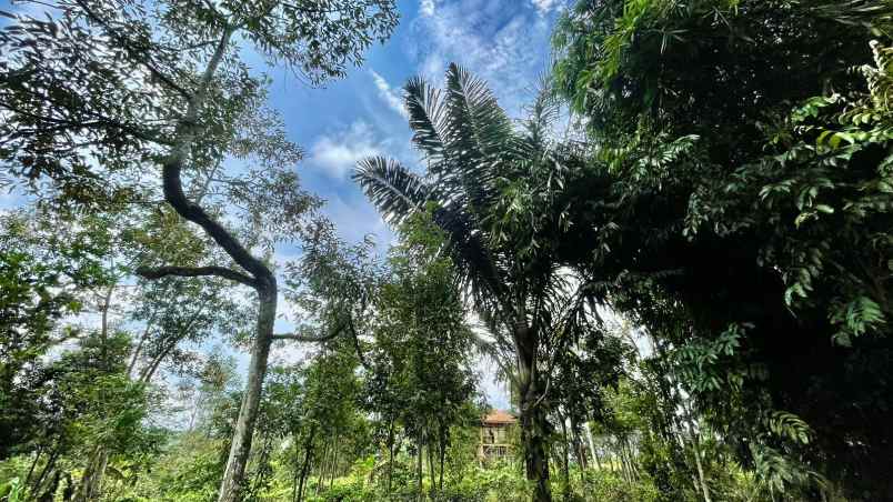 jual murah tanah kebun teh akses bisa masuk mobil